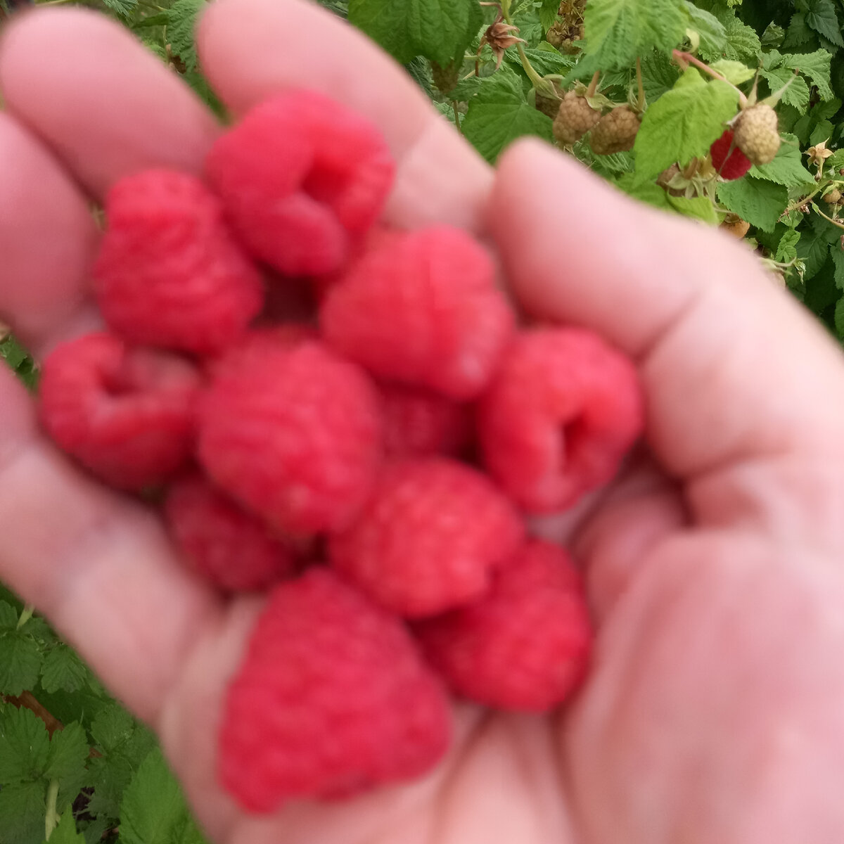 и крупная, и сладкая