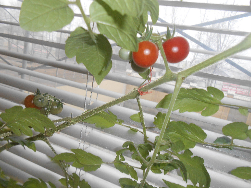 Первые комнатные помидоры