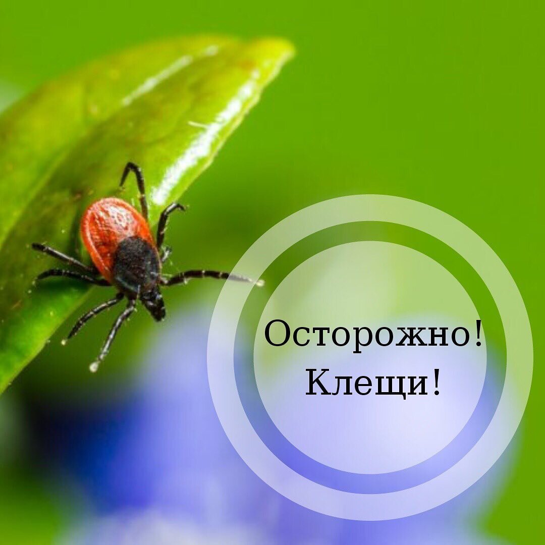 Весной в России клещи становятся особенно активными, так как с повышением температуры они начинают выходить из спячки и искать жертв для питания. Клещи являются переносчиками различных инфекций, включая боррелиоз и клещевой энцефалит, поэтому важно знать, как защитить себя от укусов этих опасных паразитов. 
Статистика по клещам весной в России свидетельствует о росте числа случаев укусов и передачи инфекций. Например, согласно данным Роспотребнадзора, в 2020 году было зафиксировано более 100 тысяч случаев укусов клещей в России.
