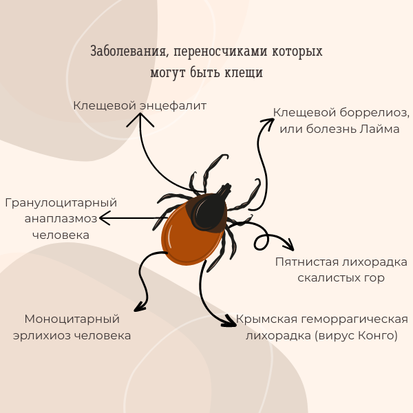 Укусил клещ куда обращаться в москве. Инфекции переносимые клещами.