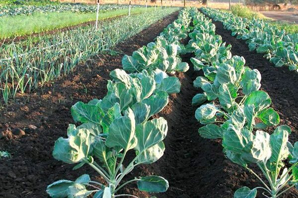 брокколи капуста брокколи. рассада капусты брокколи. рассада капусты брокколи. когда сажать капусту брокколи. спаржевая капуста брокколи.