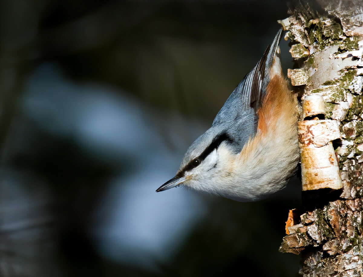 Проныра - поползень