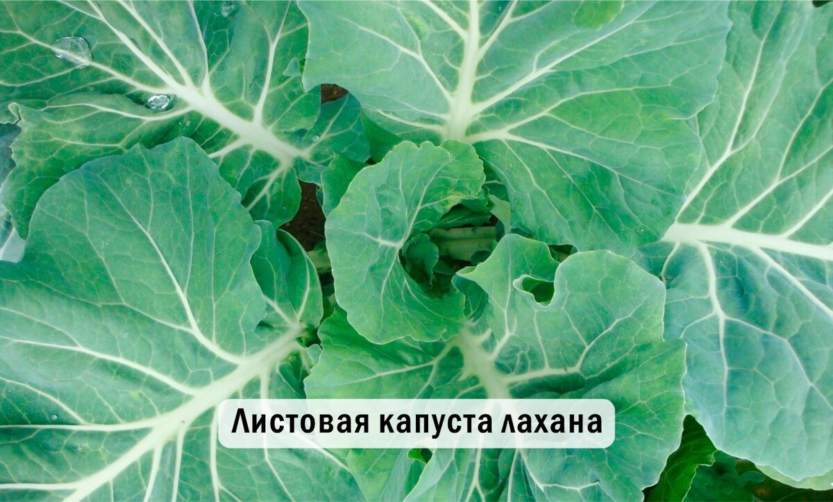 листовая капуста лахана