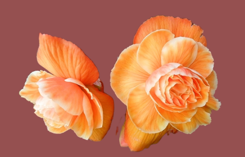 цветок Begonia Picotee Lace Apricot 