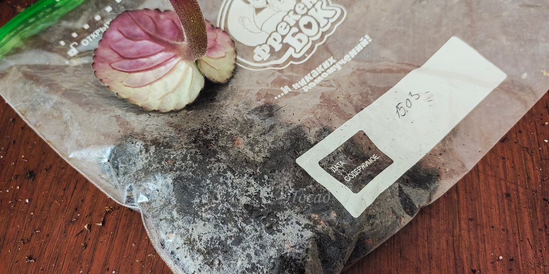 Воздушный способ укоренения фиалки - зип-пакет и булавка. Легко, просто и место не занимает