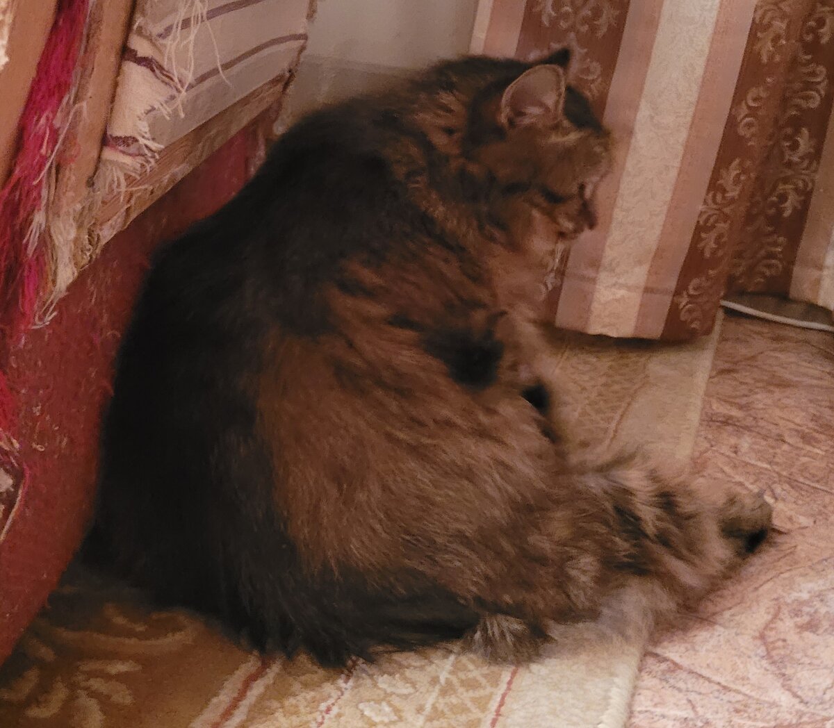 Этим лапкам подойдут даже леопардовые лосины!