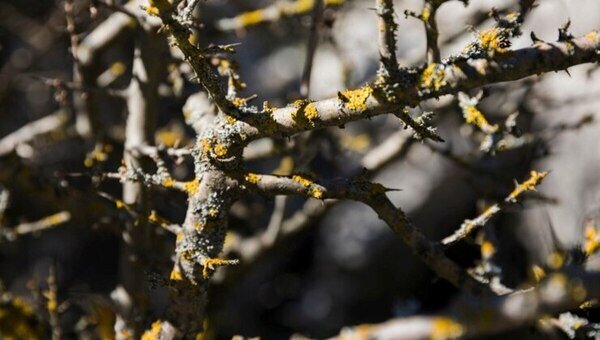 Простой рецепт и несколько нюансов.Вот-вот в Подмосковье установится погода, идеальная для ранней весенней обработки сада от болезней и вредителей. Делать это нужно, когда днём температура достигнет +5 градусов, а ночью допустим небольшой морозец (но не ниже -3). Дни лучше выбрать сухие, безветренные. Конечно, сперва деревца надо освободить от старых плодов, если таковые есть, поломанных или просто лишних веток. Ну а затем наступает черёд самого интересного — приготовления смеси.И здесь вот уже более 100 лет садоводы отдают предпочтение простому и надёжному составу под названием "бордосская смесь". Этот фунгицид, изобретённый во Франции ещё в 19м веке, успешно побеждает ржавчину, паршу, плодовую гниль, мучнистую росу, макроспориоз, фитофтороз, септориоз, пероноспороз, антракноз, милдью, пятнистость и другие противные болезни растений.Для относительно здоровых деревьев и хвойных растений нужен раствор в концентрации 1%. В неметаллической посуде нужно растворить 100 грамм медного купороса в 1 литре горячей воды. Когда порошок разойдётся, долить ещё 4 литра прохладной воды. В другой посуде, также не из металла, залить 100 грамм негашёной извести 1 литром холодной воды (важно не перепутать), затем постепенно влить ещё 4 литра. Получится две жидкости по 5 литров каждой. Теперь первый раствор (медный купорос) нужно медленно и аккуратно влить во второй, помешивая. Для растений в возрасте и с признаками поражения раствор нужно сделать крепче. Повторите всё то же самое, но медного купороса возьмите 300 грамм, а извести — 400. Учтите, что на хорошую обработку одного взрослого дерева у вас как раз уйдёт 8-10 литров жидкости, на молодое деревце — 2-3 литра.Приготовленную жидкость важно использовать в тот же день. Если не выходит, рекомендуется добавить в неё столовую ложку сахара — это затормозит процессы. Конечно, работать с таким сильным фунгицидом нужно аккуратно — в защитной одежде, с маской или респиратором на лице, в очках и перчатках. 