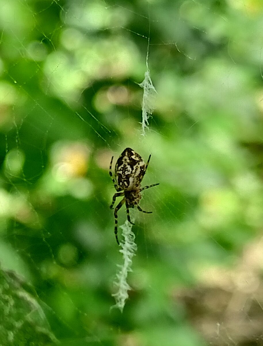 Cyclosa Conica. | Лесавік | Дзен