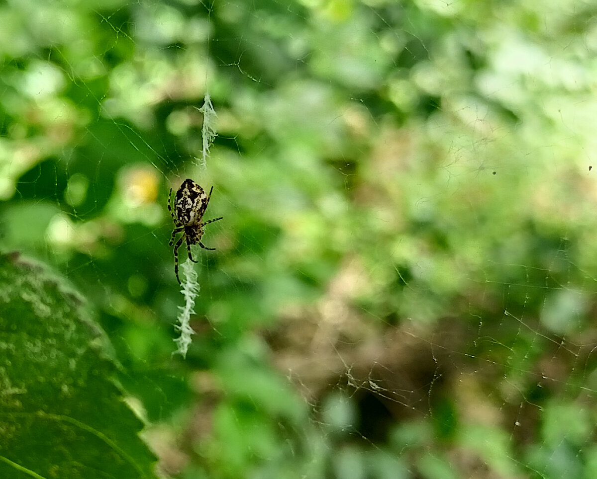 Cyclosa Conica. | Лесавік | Дзен