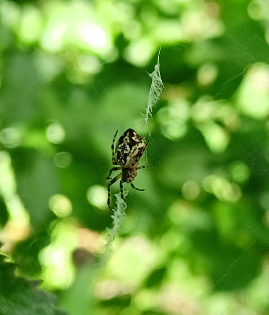 Cyclosa Conica. | Лесавік | Дзен