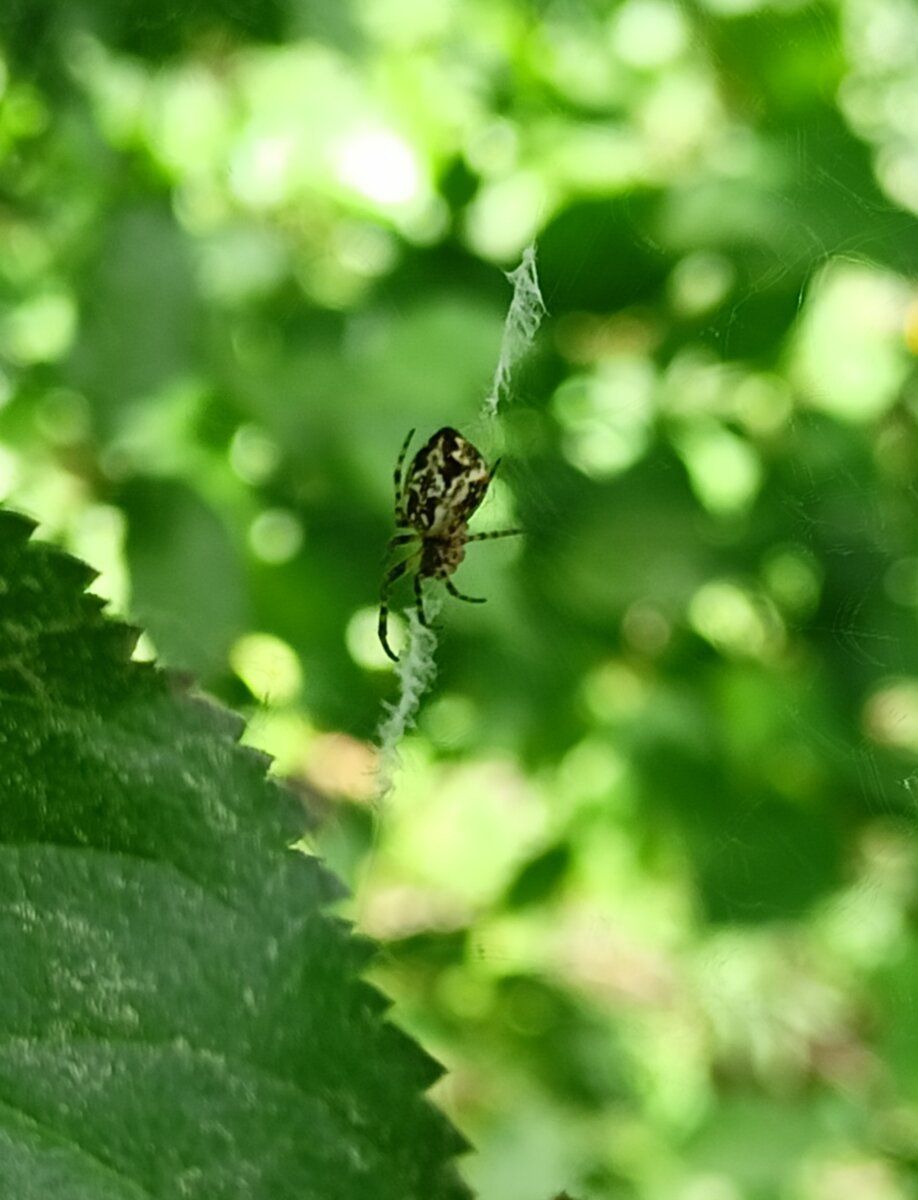 Cyclosa Conica. | Лесавік | Дзен