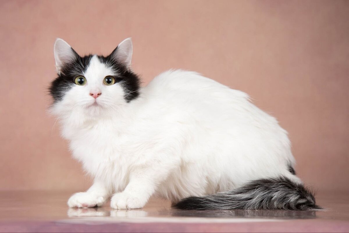 Фото- собственность канала