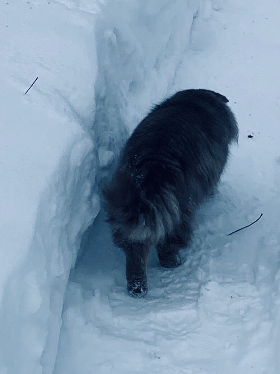 Хозяйка, быстро топай за мной! 