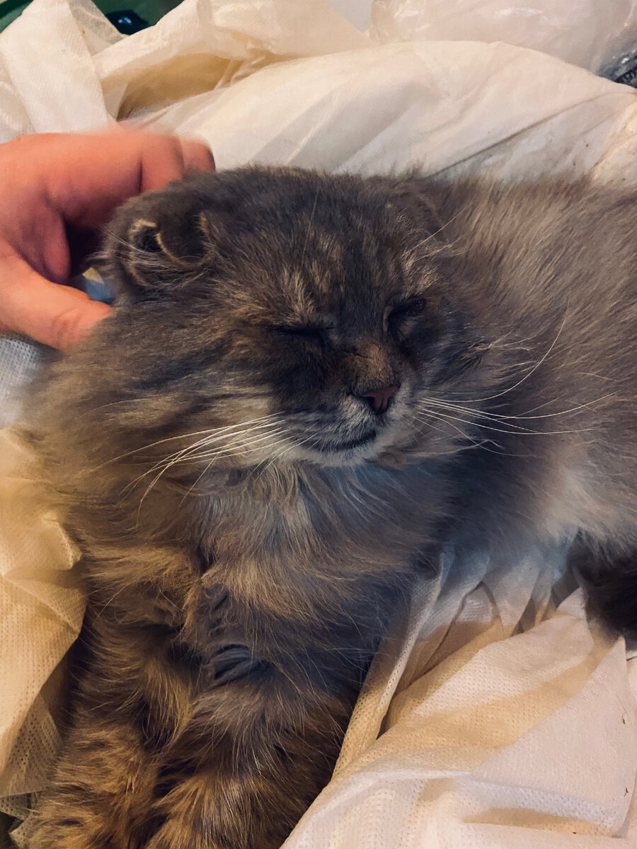 Филя очень любит спать в гараже, но не сейчас. Везде фото автора.