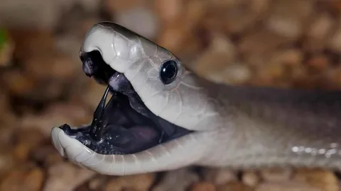 Black Mamba