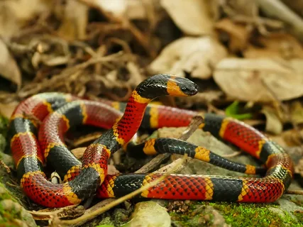 Coral Snake