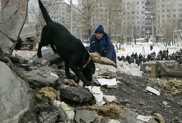    Служебная собака ищет выживших на месте взорванного пятого подъезда дома №120 по проспекту Советских Космонавтов в Архангельске. Фото: PhotoXPress