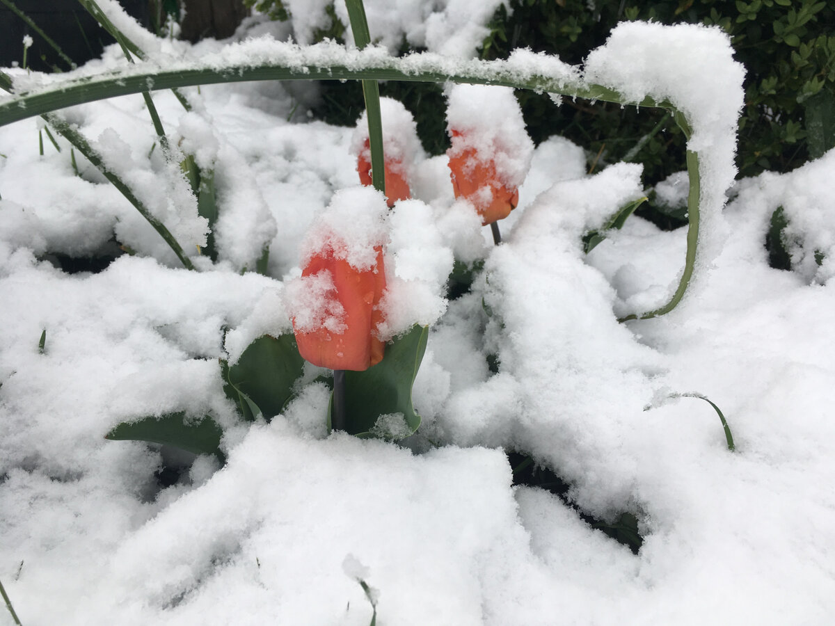 А у меня как раз расцвели тюльпаны