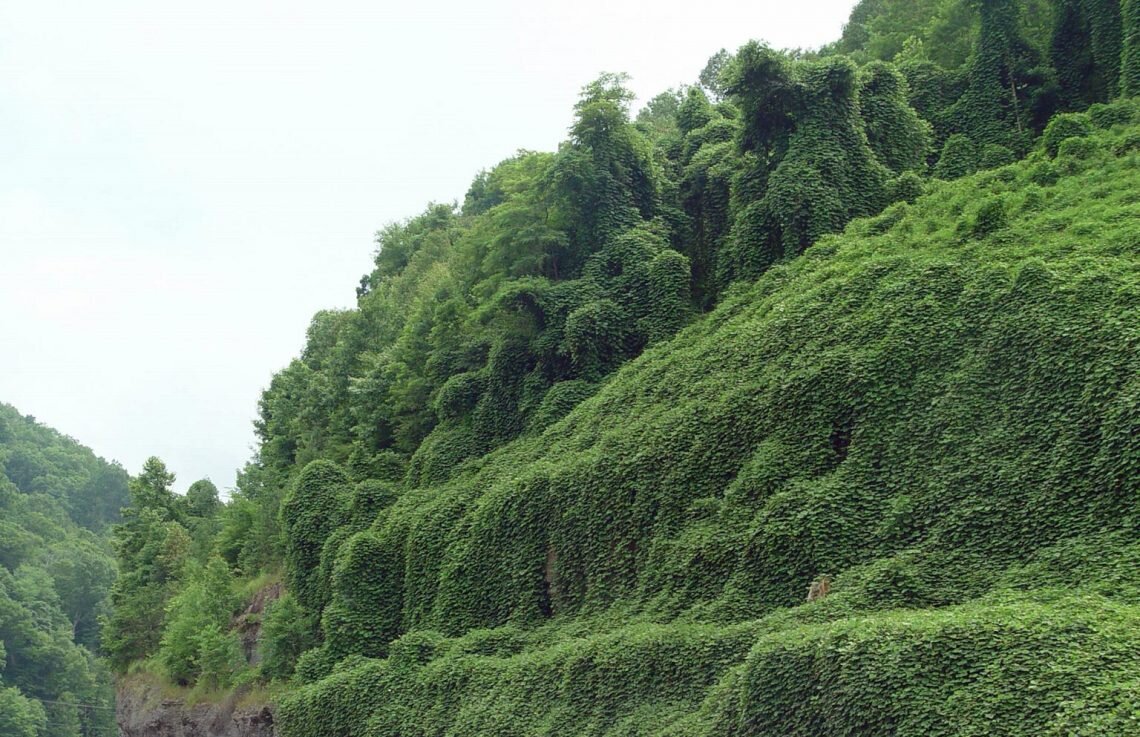 Заросли пуэрарии дольчатой (кудзу), растения, родом из Азии, сегодня можно встретить и на черноморском побережье Кавказа, и на юге США. Оплетённые кудзу деревья и кустарники, лишённые солнечного света и неспособные конкурировать с развитой корневой системой пуэрарии (её корни уходят в грунт на глубину до 15 метров), как правило, погибают.