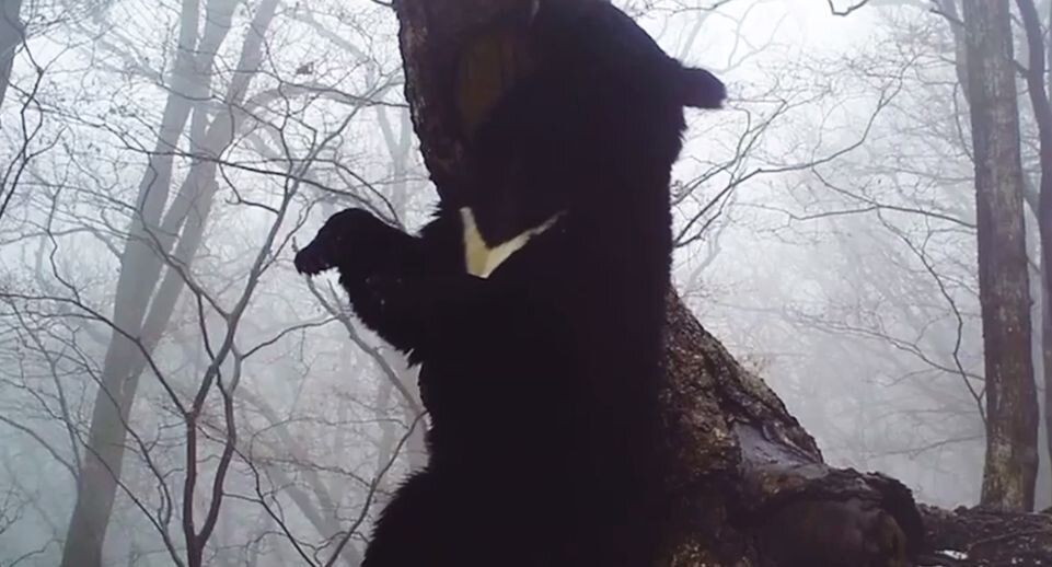    Пресс-служба нацпарка «Земля леопарда»