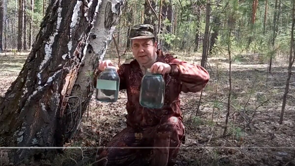 Сбор берёзового сока