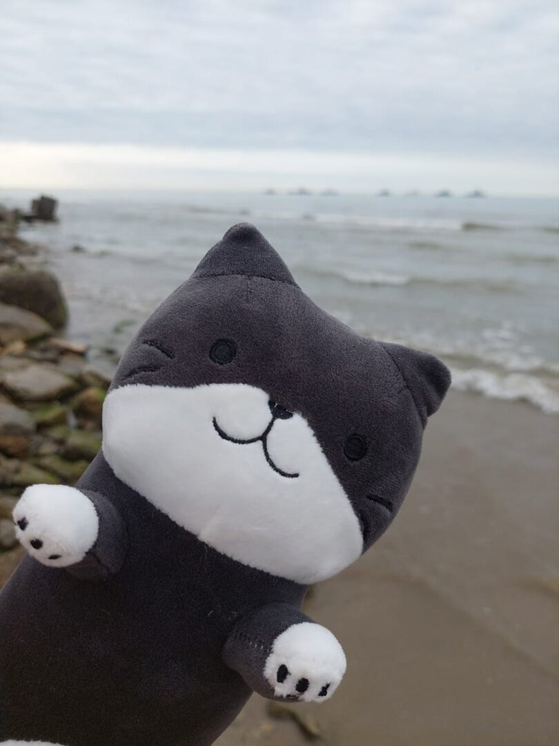 Котик на Каспийском море