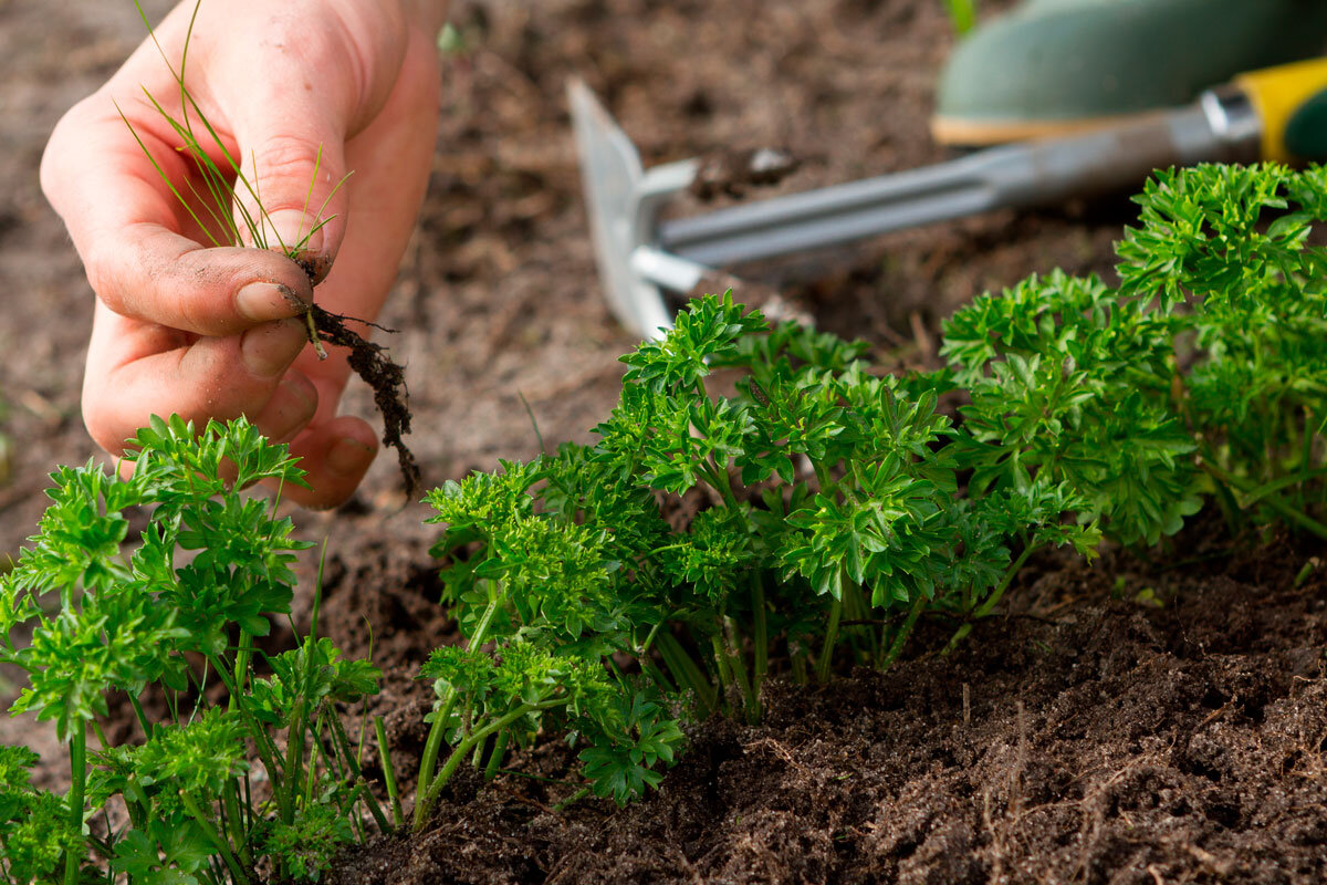    Фото: Maksud / Shutterstock.com