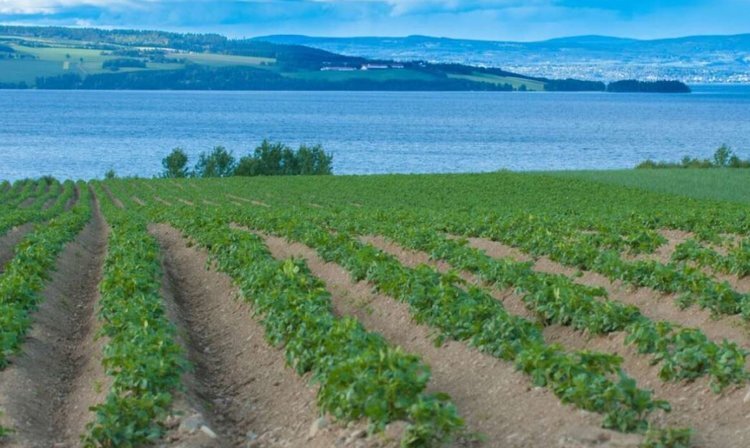    Северные картофелеводы принимают мировых ученых на международной конференции EAPR 2024 в Осло