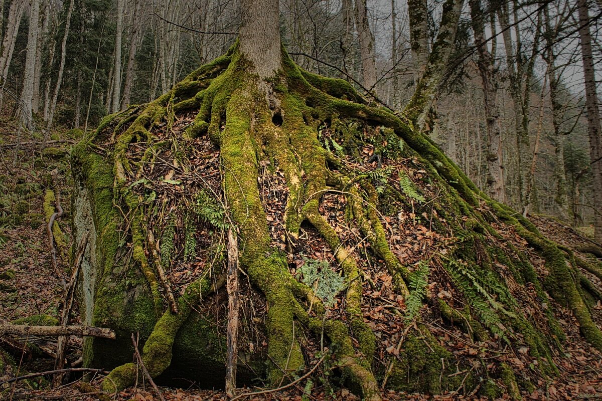 По дороге к озеру , сила жизни дерево выросло на камне 💚