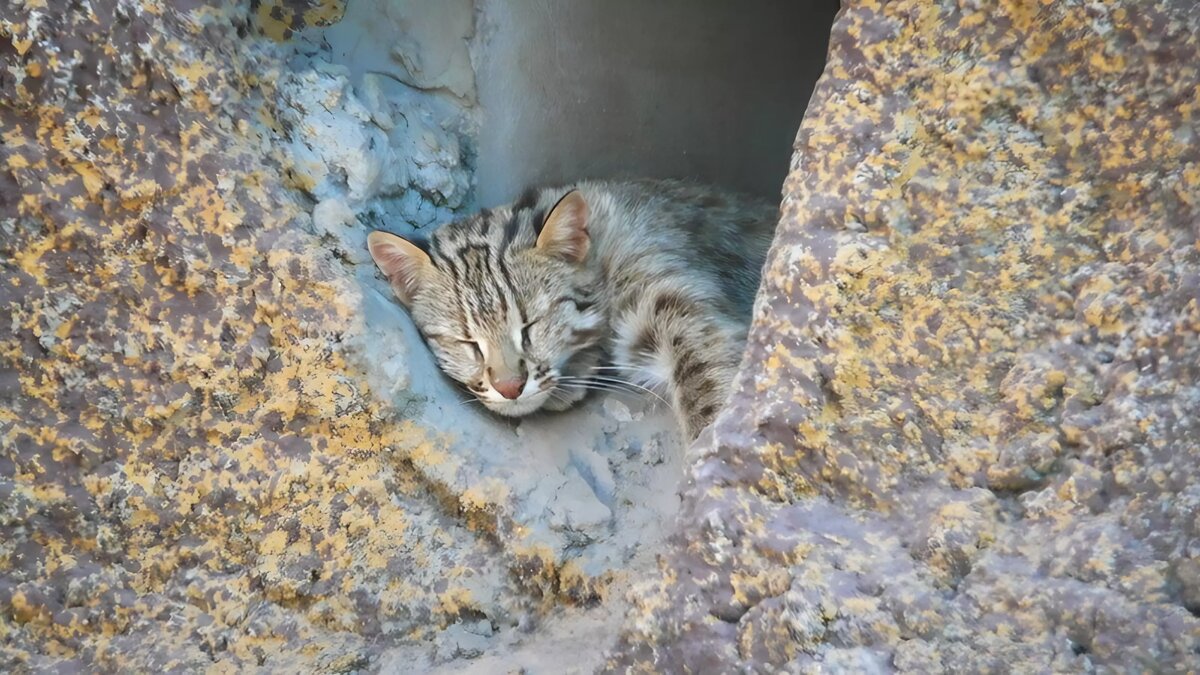     Накануне в Семеновском округе Нижегородской области была замечена рысь. Как оказалось, ее приютила у себя пожилая женщина, которая перепутала хищника с породистой собакой.