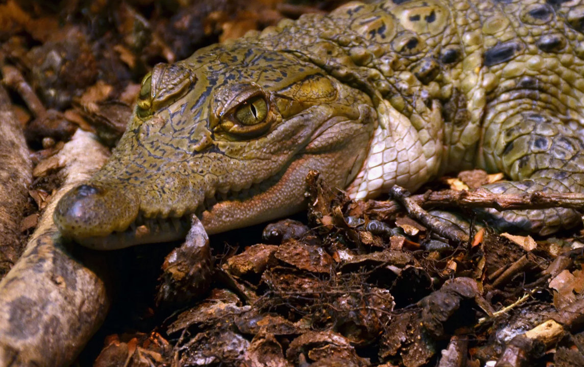 Crocodylus mindorensis, известный также как филиппинский крокодил, является одним из самых редких и угрожаемых видов крокодилов в мире. Необычный факт о нем заключается в его относительно малых размерах по сравнению с другими членами своего семейства. Взрослые особи редко превышают длину в 3 метра, что делает их одними из самых маленьких представителей истинных крокодилов.