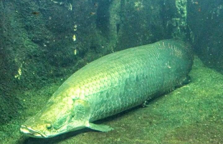 Арапайма. Фото взято из Яндекс картинки 