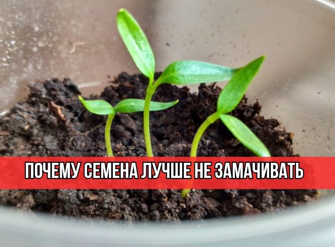 Вот почему семена лучше сеять сразу в грунт, а не проращивать ...