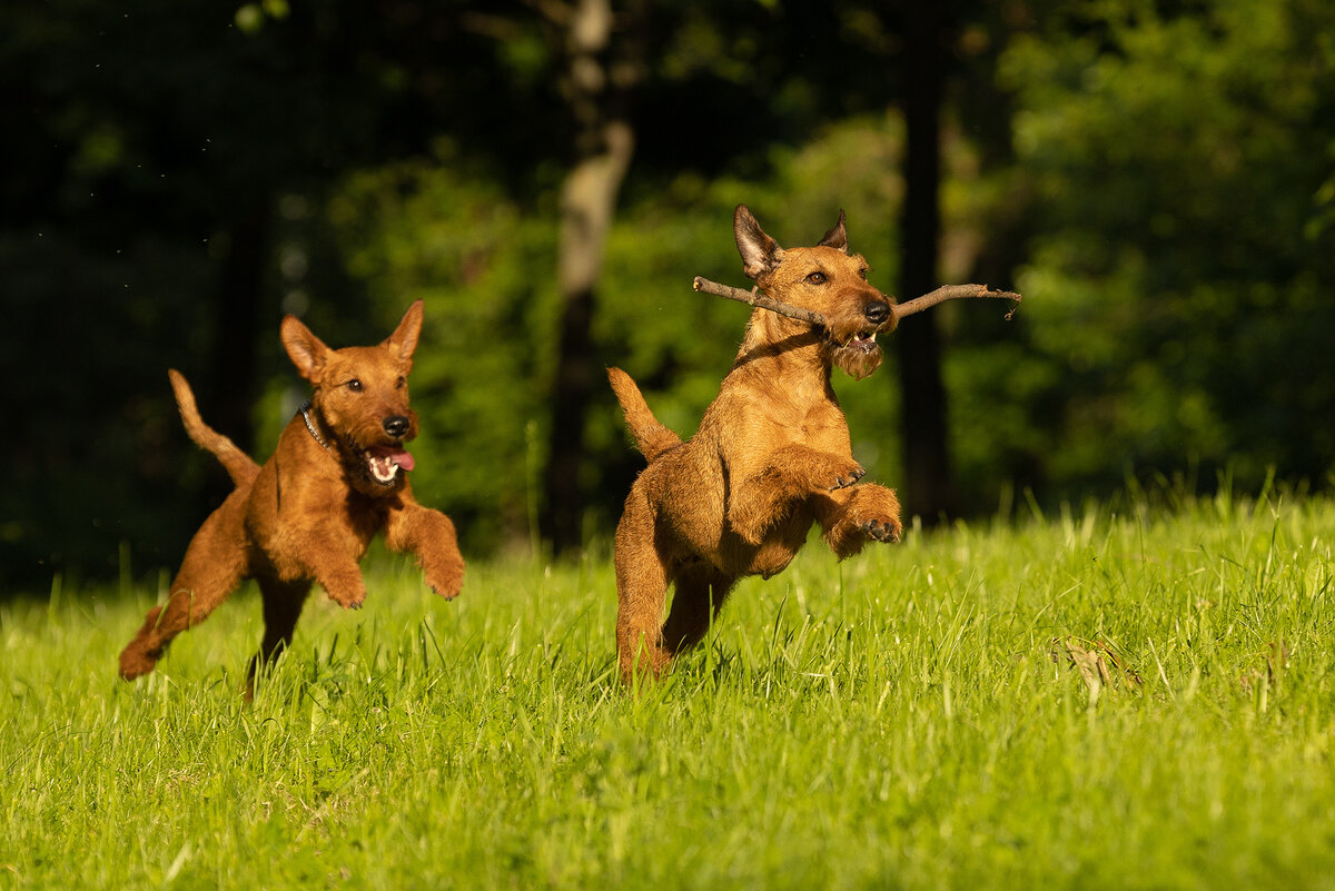 Ирландские терьеры