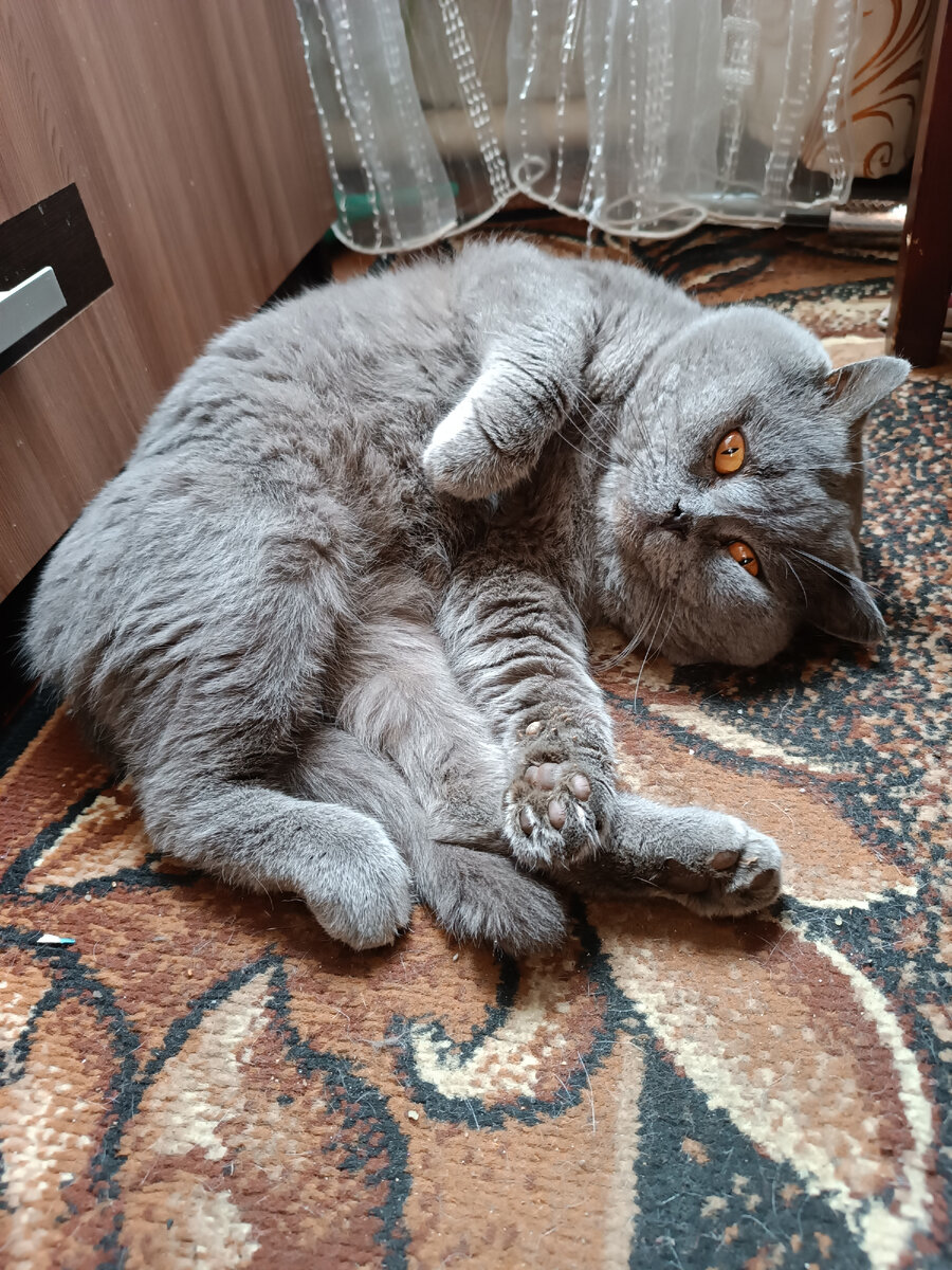 Один из хвостиков, который не прочь проглотить то, что плохо лежит