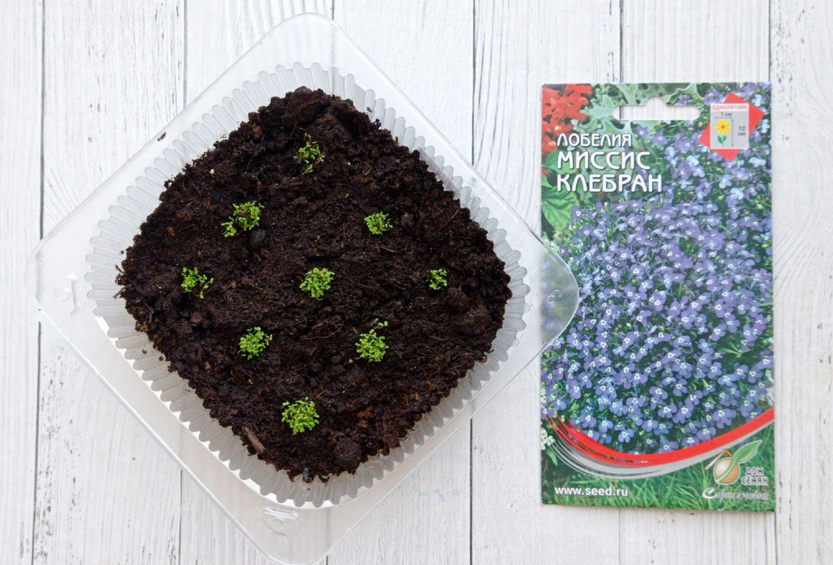 Радости такие!