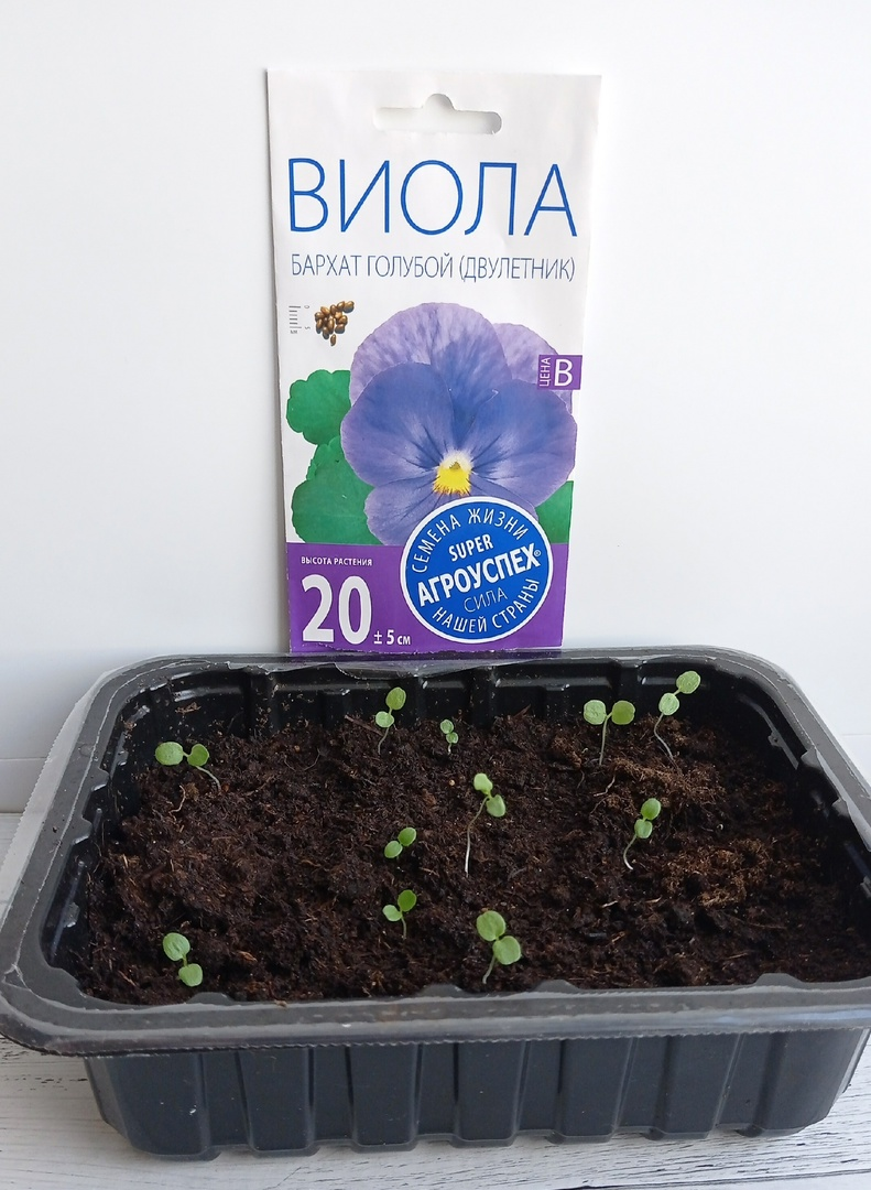 Виола, ТПК Рости