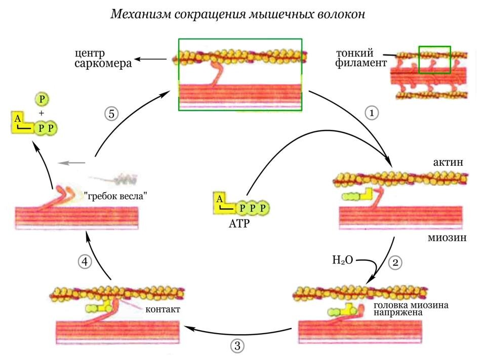 Фото: из Интернета