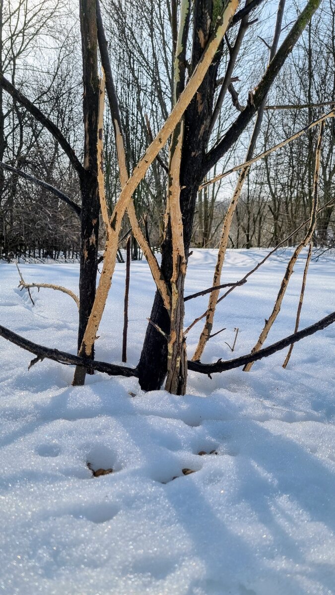 Наша яблоня этой зимой.