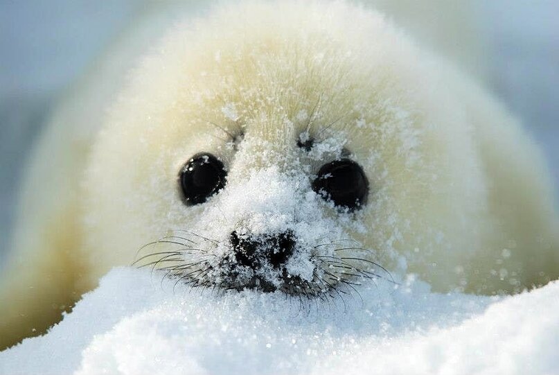 Байкальская нерпа белек. Про бельков. Про бельков. Белек гренландского тюленя. Белёк детеныш нерпы.