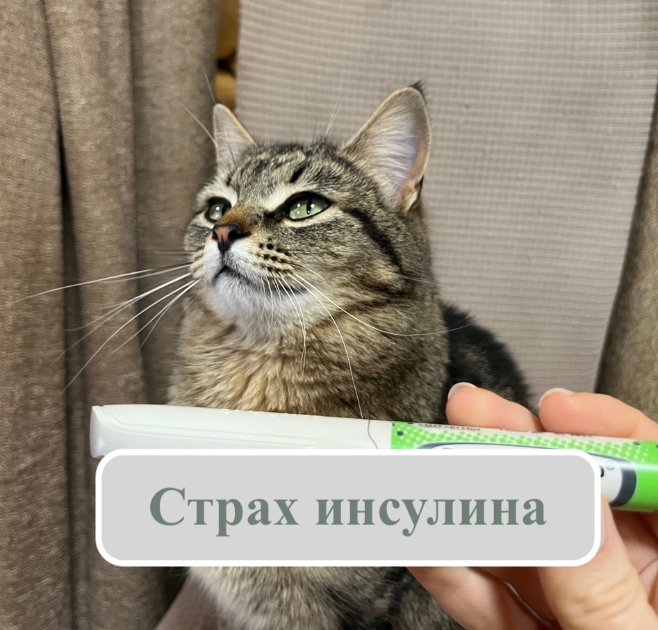 Кстати, человеческий инсулин разрешен даже для лечения диабета у котиков)