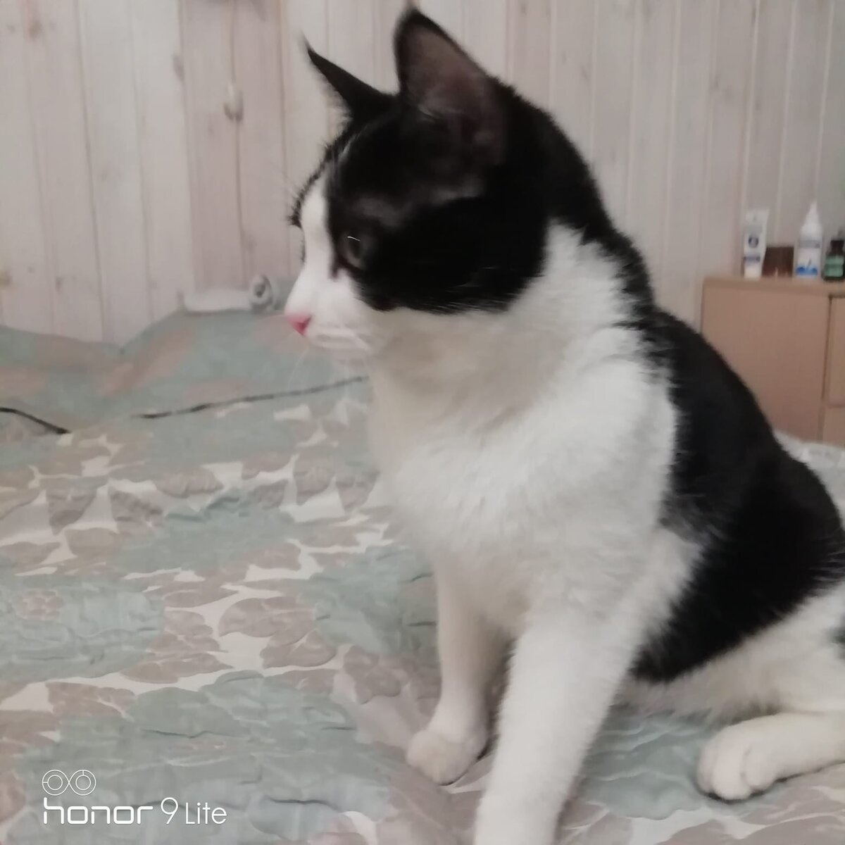 Минута спокойствия у Гони! Фото автора