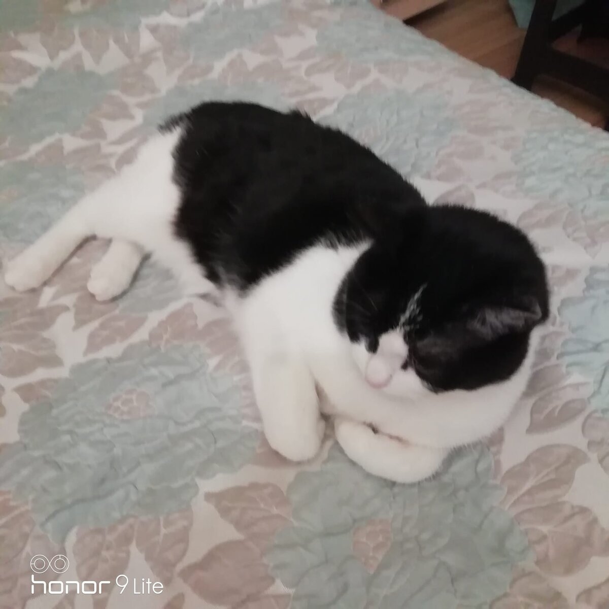 Полежу пока тихо. Фото автора