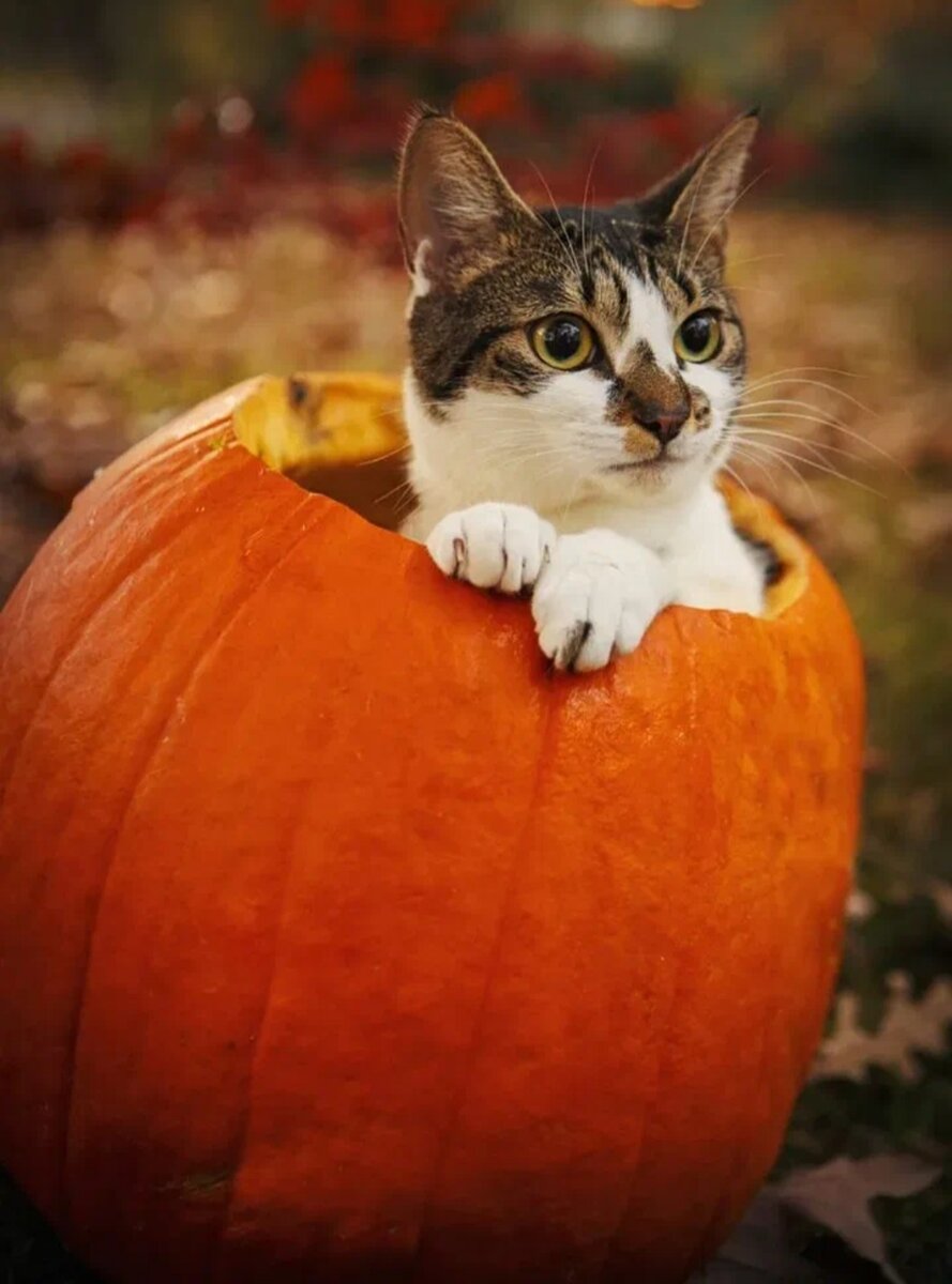 Фото из интернета