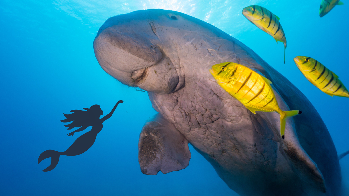 Дюгони - "девы морей", которых опасались моряки. А по факту - это самое нежное животное глубин. Фото: iStock