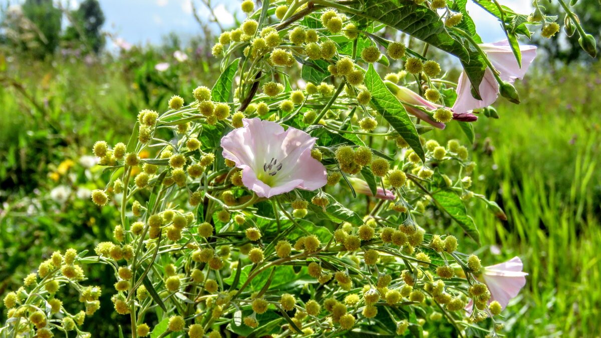сельское хозяйство. чебулинский район деревня. юргинский аграрий кемеровская область. сельские кемеровской. деревянный дом в деревне.
