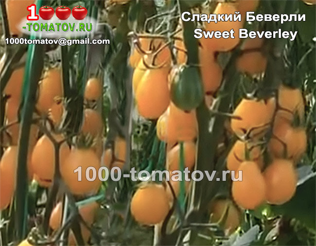 sТомат Сладкий Беверли Sweet Beverley  (США) фото 1