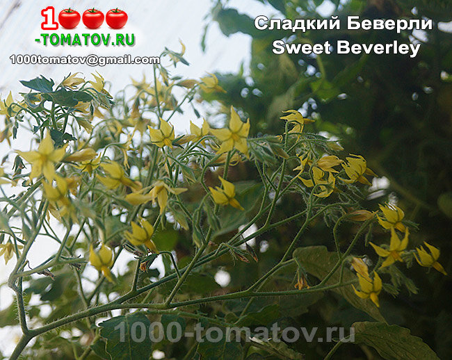 Томат Сладкий Беверли Sweet Beverley  (США) фото 2