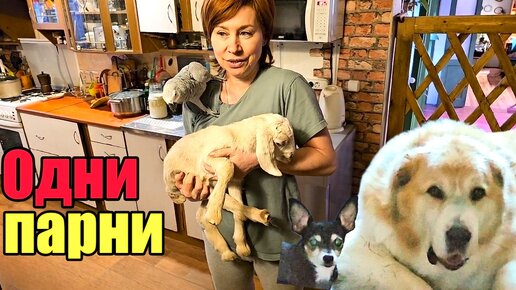 Преждевременные и не преждевременные роды》Счастливый конец🙏》Покупочки》Хозяйство