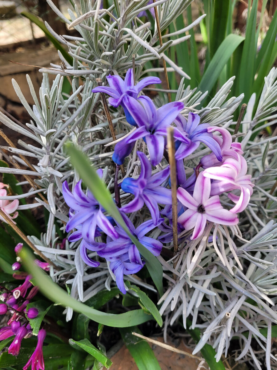 Фото автора!В саду!